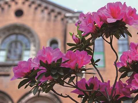 Taipei City Government works with National Taiwan University to create a City of Azaleas in springtime Taipei. (Photo: Wang Nengyou)