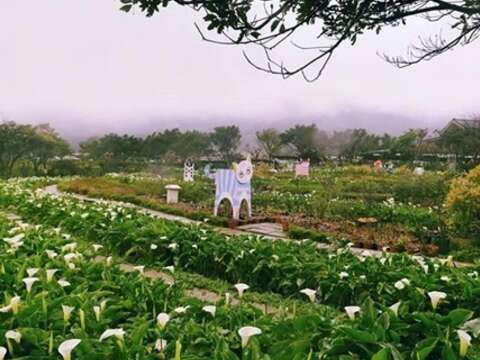 竹子湖海芋季交通管制 請搭乘公車上山賞花！
