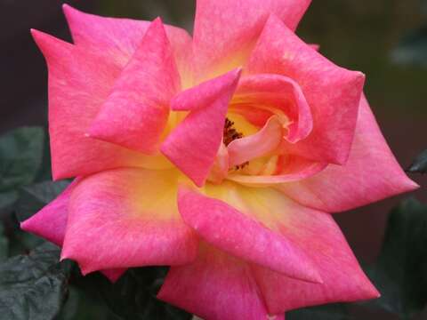 Immersed in Rosy Beauty: The Taipei Rose Garden 2017 Spring Exhibition