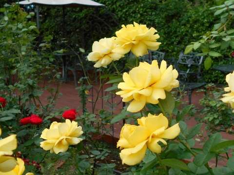 Immersed in Rosy Beauty: The Taipei Rose Garden 2017 Spring Exhibition