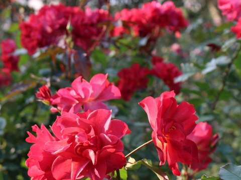 Immersed in Rosy Beauty: The Taipei Rose Garden 2017 Spring Exhibition