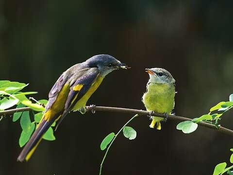 Taipei Avian Touring On City Corners<br> – The Beauty of Birdsong
