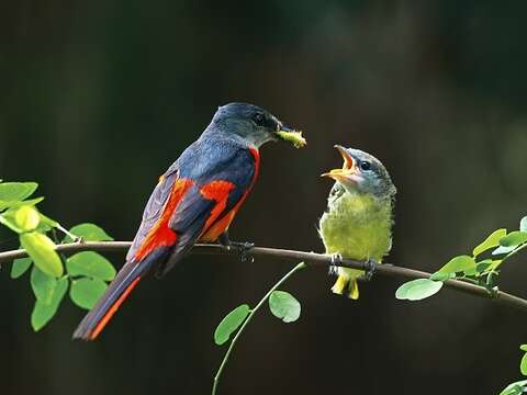 羽ばたきに出会う旅   台北で聞く鳥たちの美声
