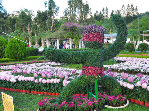 C. K. S. Shilin Residence Chrysanthemum Show 2017