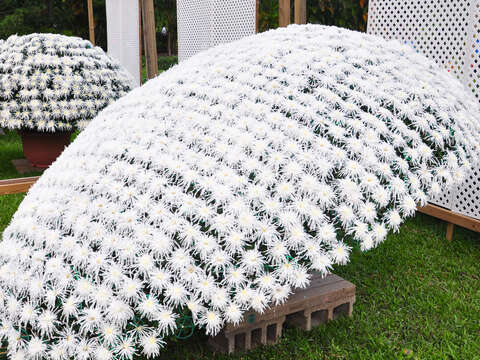 C. K. S. Shilin Residence Chrysanthemum Show 2017