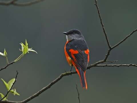 Perched on treetops, male yellow-throated minivets look like hanging red chili peppers, giving rise to the name “red mountain pepper.” (Photo: Guo Gengguang)