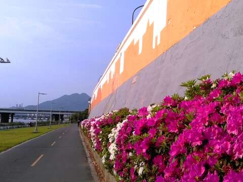 北市河濱杜鵑花盛開  4月限時欣賞 騎單車遊花河