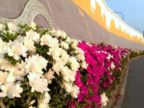 北市河濱杜鵑花盛開  4月限時欣賞 騎單車遊花河