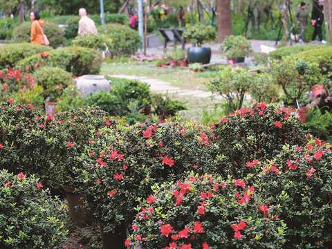大安森林公園裡開滿杜鵑花，繽紛又浪漫。（攝影／許宜容）