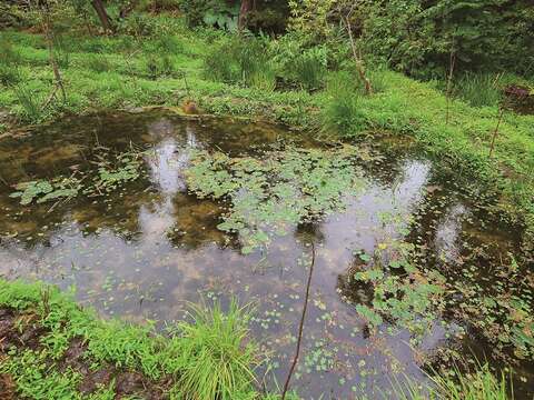 榮星花園公園復育螢火蟲的生態池。(攝影/黃建彬)