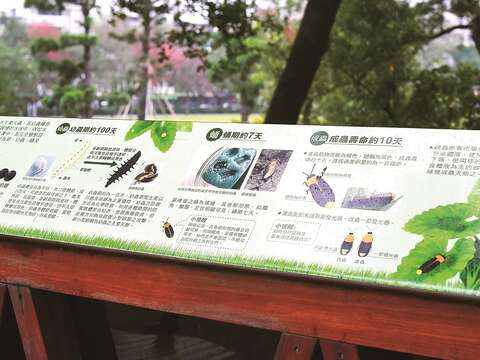 榮星花園公園設有觀看螢火蟲的解說牌,供賞螢市民了解螢火蟲。(攝影/黃建彬)