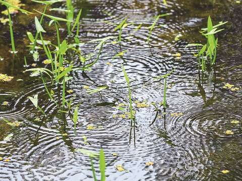 瑠公圳的純淨水源,使榮星花園公園再現螢光。(攝影/黃建彬)