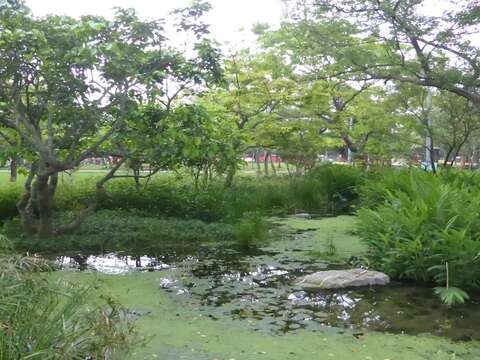 賞螢地圖在手  大家來看城市火金姑