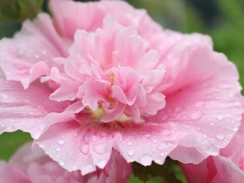 花博公園蜀葵盛開  霸氣展現宮廷風