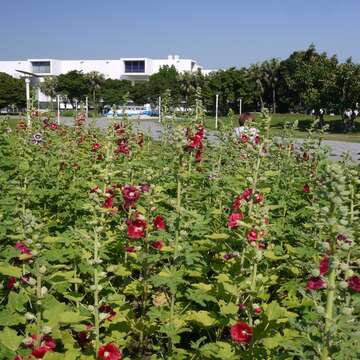 花博公園蜀葵盛開  霸氣展現宮廷風