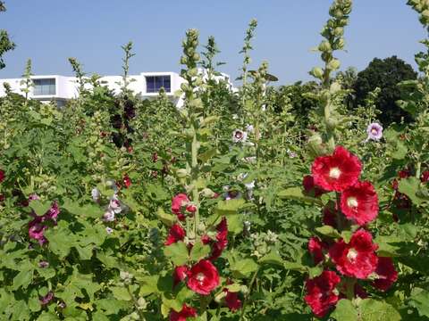 花博公園蜀葵盛開  霸氣展現宮廷風