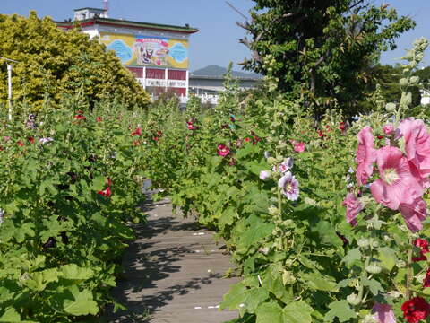 花博公園蜀葵盛開  霸氣展現宮廷風