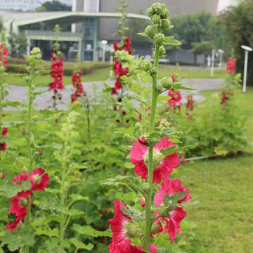 花博公園蜀葵盛開  霸氣展現宮廷風