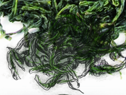 包種茶（插圖／何宣萱）