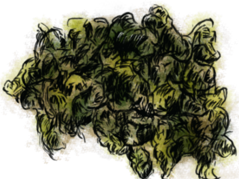 凍頂烏龍茶（插圖／何宣萱）