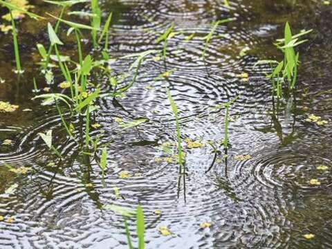 The clear water of Liougong Canal helps bring fireflies back to Rongxing Garden Park. (Photo: Huang Chienpin)