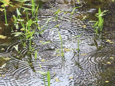 瑠公圳からのきれいな水が栄星花園公園に再びホタルの光を取り戻しました。（写真／黄建彬）