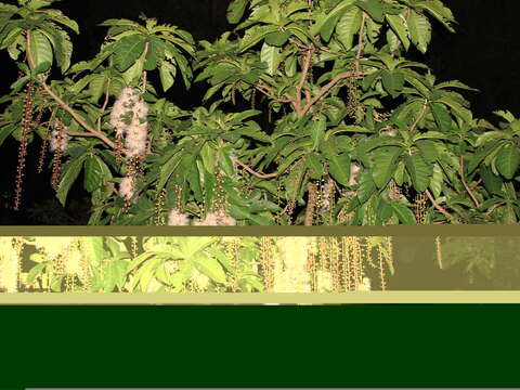 圖2. 在夏夜中璀璨盛開的穗花棋盤腳(攝影者劉碧鵑)