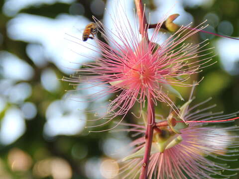 圖6. 蜜蜂也來訪花，是重要的授粉昆蟲(攝影者劉碧鵑)