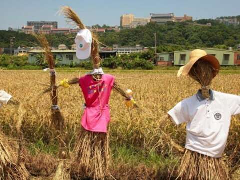 圖1-關渡平原稻草人-北投區農會提供