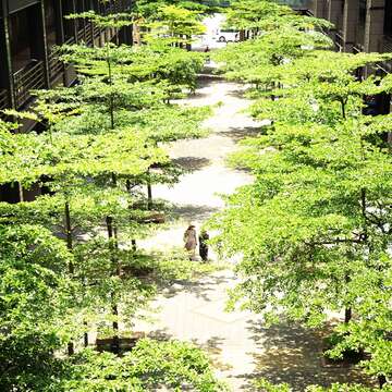 這裡拍照太美了!香堤大道小葉欖仁與你午後邂逅