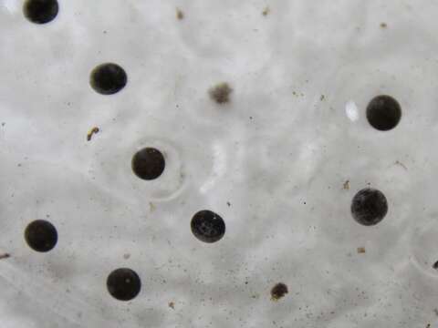 金色箭毒蛙繁殖終有成 首隻小蛙變態完成上岸