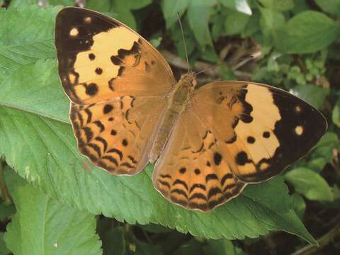 劍南蝶園有多樣性的蝴蝶品種。（圖／劍南蝶園提供）