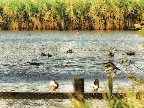 關渡公園可觀察到季節性水鳥。（攝影╱高讚賢）
