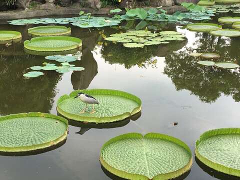 拿~~~麼大片！！雙溪公園大王蓮請你來坐坐 8/16開展 護花使者忙抓蟲驅螺 讓您體驗輕功水上漂