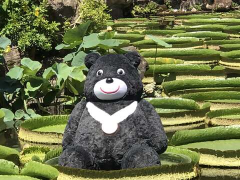 圖10.2017大王蓮奇幻漂浮