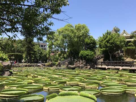 圖14.2017大王蓮奇幻漂浮
