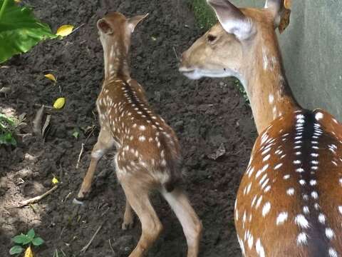 梅花鹿颱風夜產仔〜寶寶以「梅尼莎」為名