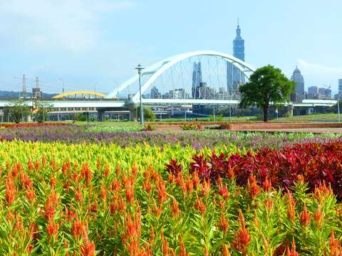 世大運來了 北市河濱70萬盆花海盛大迎賓