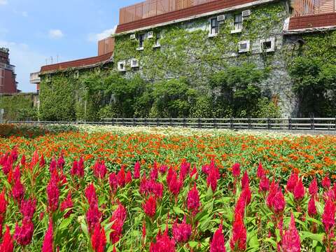 世大運來了 北市河濱70萬盆花海盛大迎賓