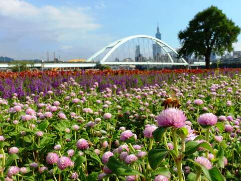 世大運來了 北市河濱70萬盆花海盛大迎賓