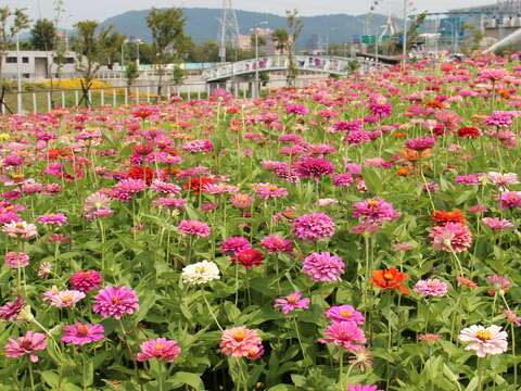 11. 大百日草花海花況特報!
