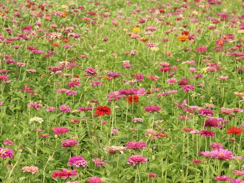 13. 大百日草花海花況特報!