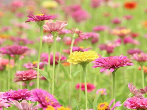 Amazing Guandu -- Dazzling Sea of Flowers to Meet the Public August 25