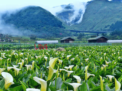 竹子湖美麗的海芋田。(圖╱大島台灣提供)