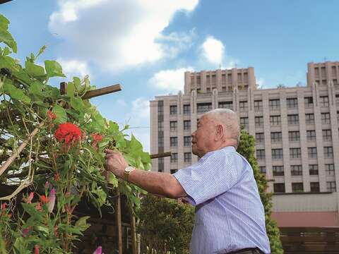 高爺爺在中山老人住宅頂樓享受種菜蒔草的樂趣。(攝影╱黃建彬)