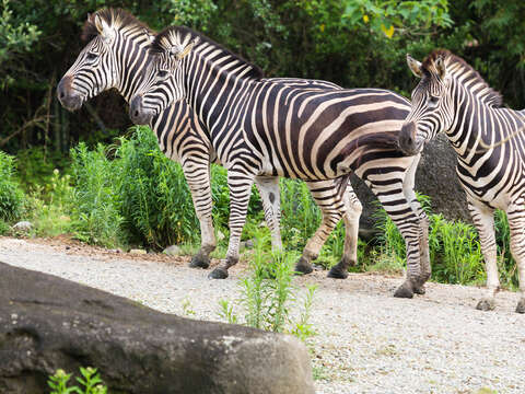 動物園是大人小孩都可玩得盡興的快樂園地。(攝影/楊智仁)