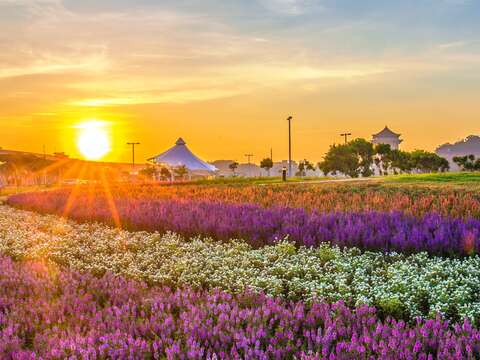 中秋賞月兼賞花 北市大佳河濱花海正美