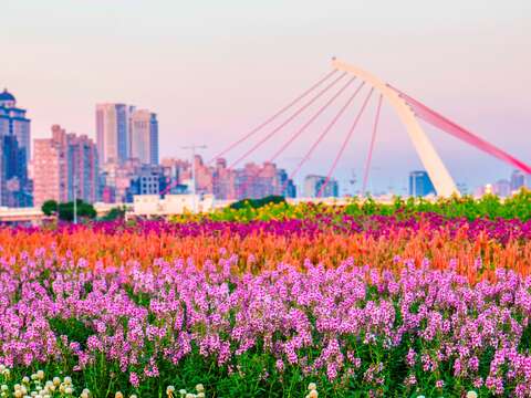 中秋賞月兼賞花 北市大佳河濱花海正美