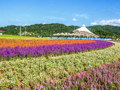 中秋賞月兼賞花 北市大佳河濱花海正美