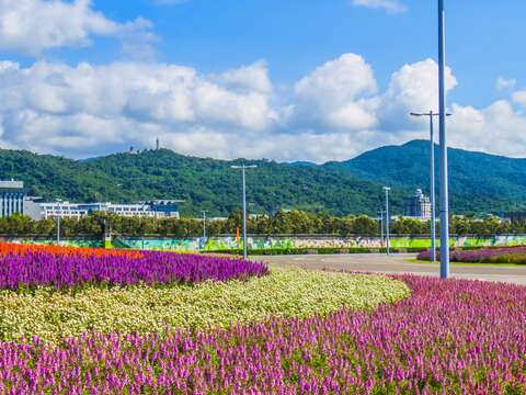 中秋賞月兼賞花 北市大佳河濱花海正美